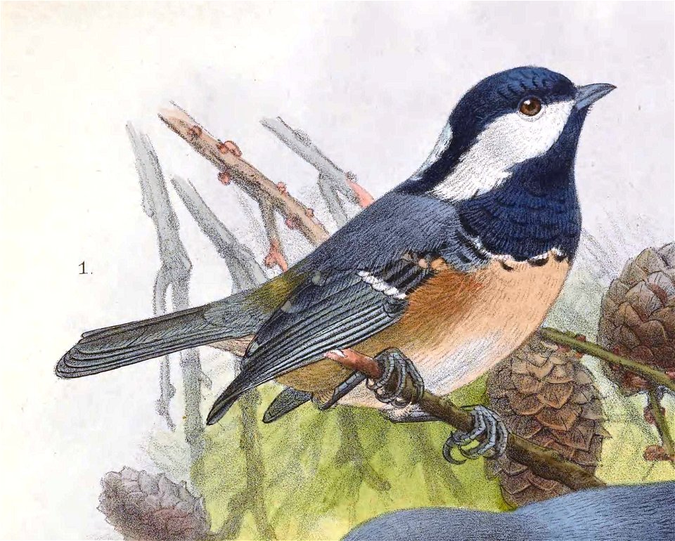 Periparus ater rufipectus 1889