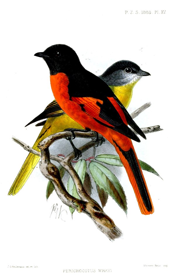 PericrocotusWrayiKeulemans