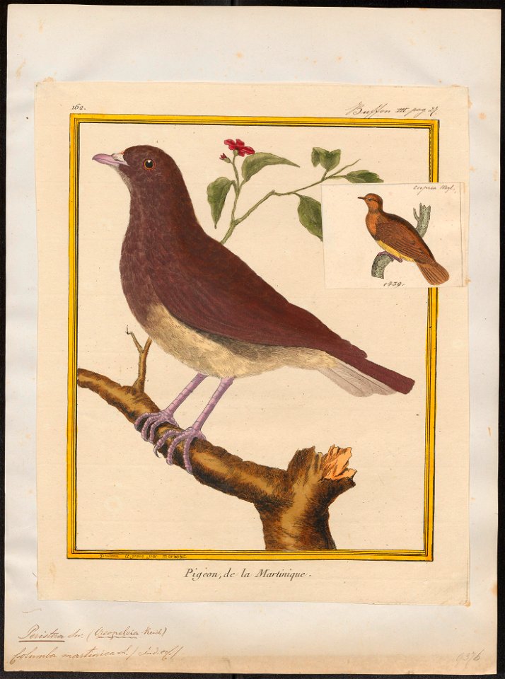 Peristera martinica - 1700-1880 - Print - Iconographia Zoologica - Special Collections University of Amsterdam - UBA01 IZ15600221