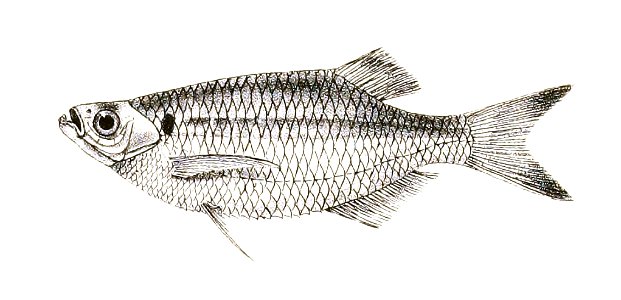 Perilampus laubuca Mintern 151