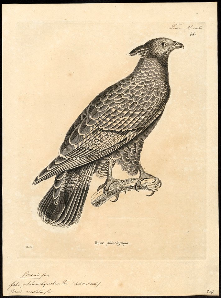 Pernis cristatus - 1700-1880 - Print - Iconographia Zoologica - Special Collections University of Amsterdam - UBA01 IZ18200307