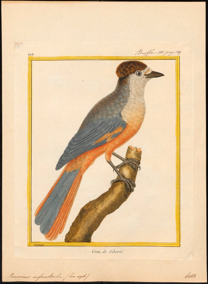 Perisoreus infaustus - 1700-1880 - Print - Iconographia Zoologica - Special Collections University of Amsterdam - UBA01 IZ15700023