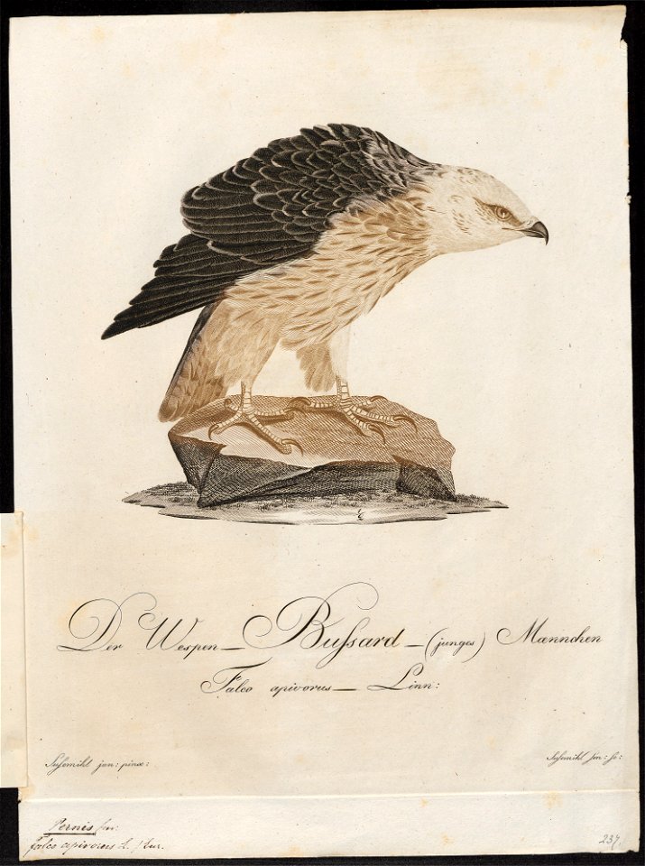Pernis apivorus - 1800-1812 - Print - Iconographia Zoologica - Special Collections University of Amsterdam - UBA01 IZ18200297