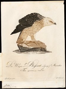 Pernis apivorus - 1800-1812 - Print - Iconographia Zoologica - Special Collections University of Amsterdam - UBA01 IZ18200297