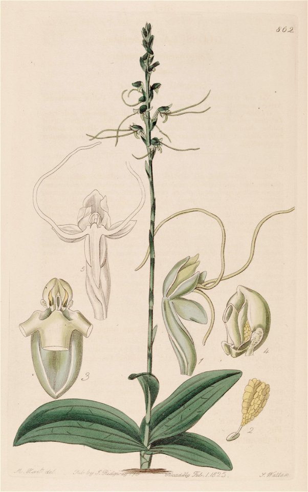 Peristylus tentaculatus (as Glossula tentaculata) - Bot. Reg. 10 pl. 862 (1824)