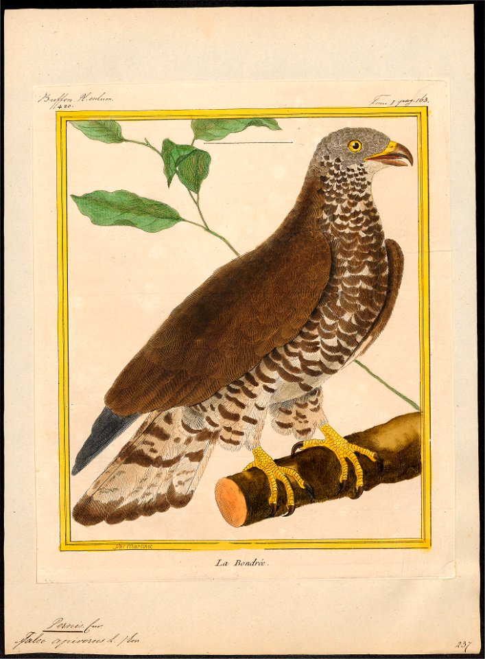Pernis apivorus - 1700-1880 - Print - Iconographia Zoologica - Special Collections University of Amsterdam - UBA01 IZ18200303