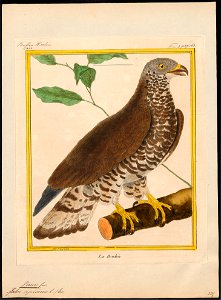Pernis apivorus - 1700-1880 - Print - Iconographia Zoologica - Special Collections University of Amsterdam - UBA01 IZ18200303