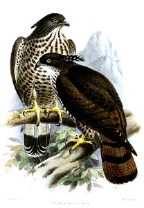 PernisPtilorhynchusKeulemans