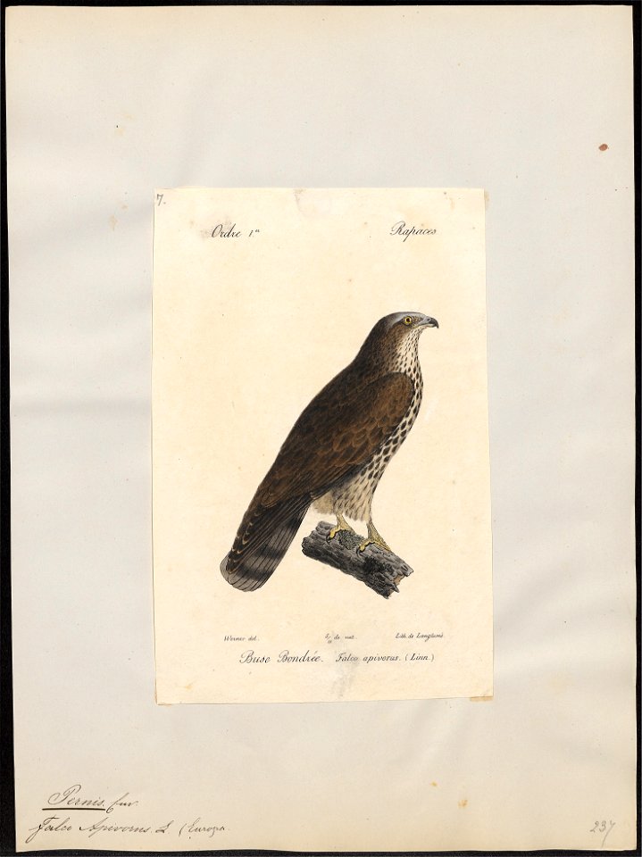 Pernis apivorus - 1842-1848 - Print - Iconographia Zoologica - Special Collections University of Amsterdam - UBA01 IZ18200290