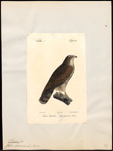 Pernis apivorus - 1842-1848 - Print - Iconographia Zoologica - Special Collections University of Amsterdam - UBA01 IZ18200290