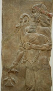 Person ibex poppy Dur Sharrukin AO19872