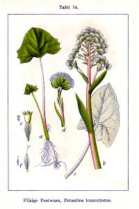 Petasites spurius Sturm54