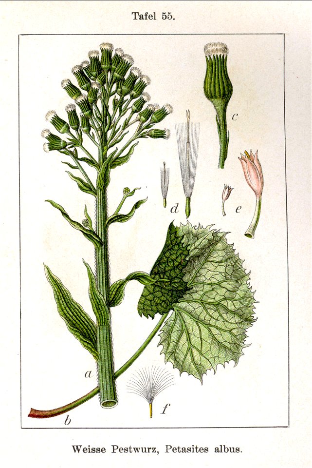 Petasites albus Sturm55