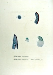 Pertusaria communis — Flora Batava — Volume v12