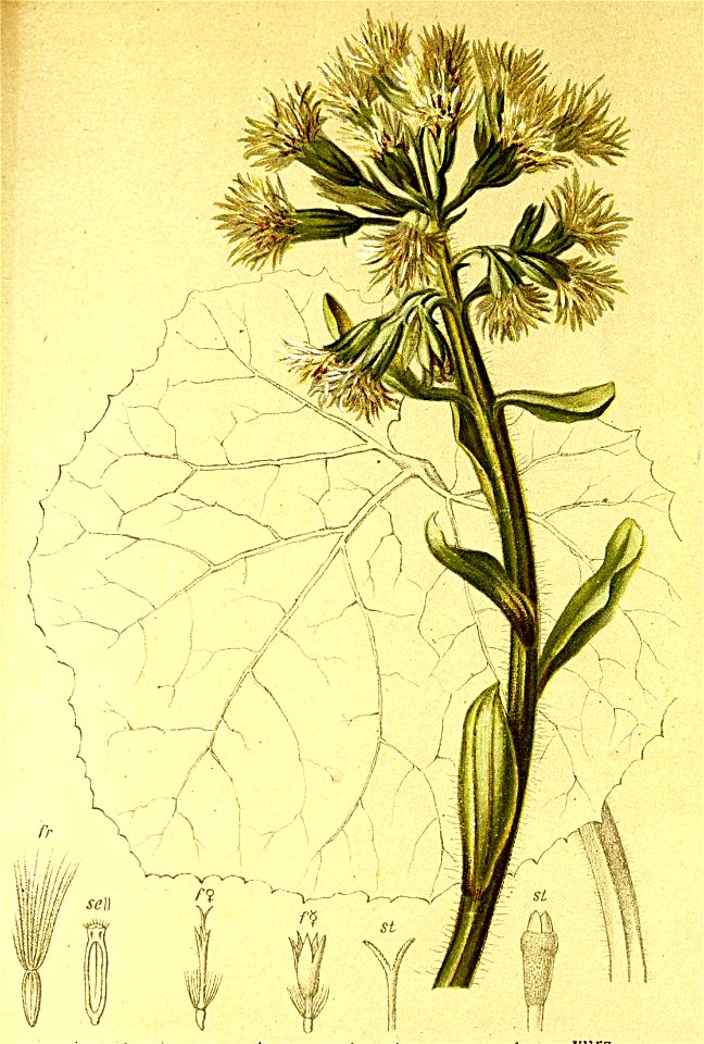 Petasites niveus Atlas Alpenflora