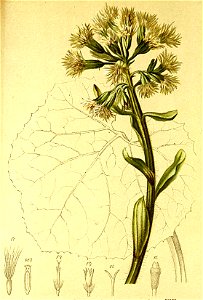 Petasites niveus Atlas Alpenflora