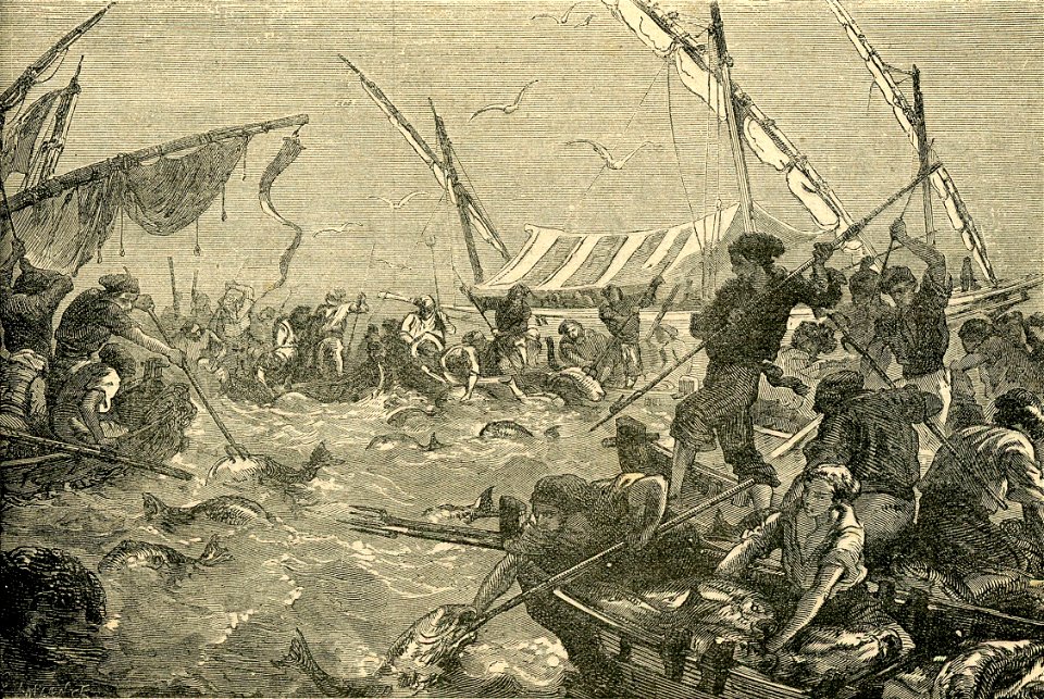 Pesca del tonno