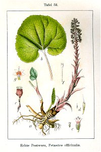 Petasites hybridus Sturm53