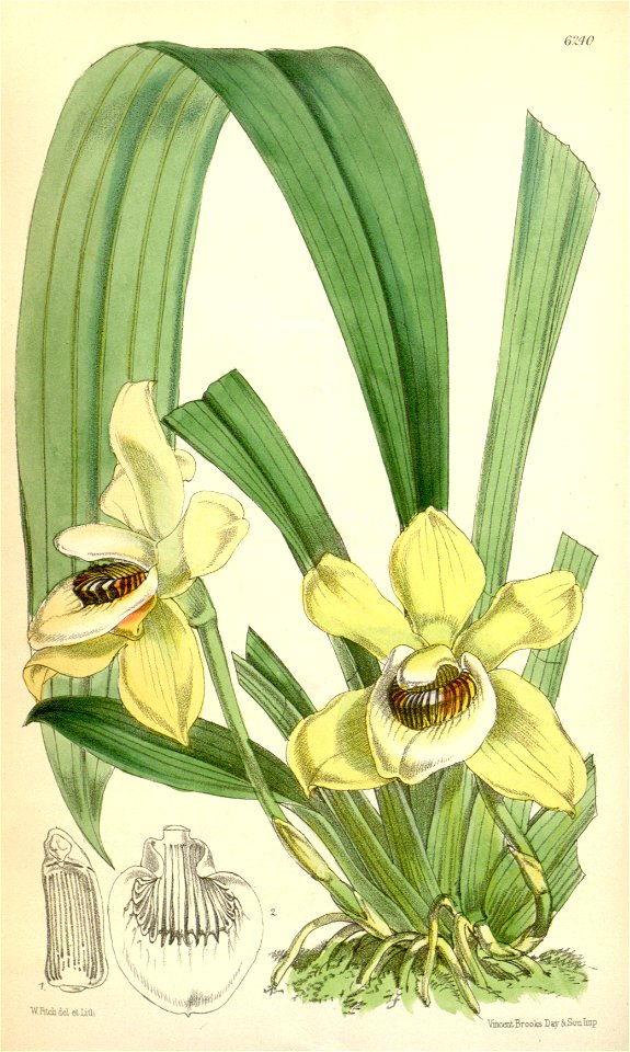 Pescatoria lamellosa - Curtis' 102 (Ser. 3 no. 32) pl. 6240 (1876)