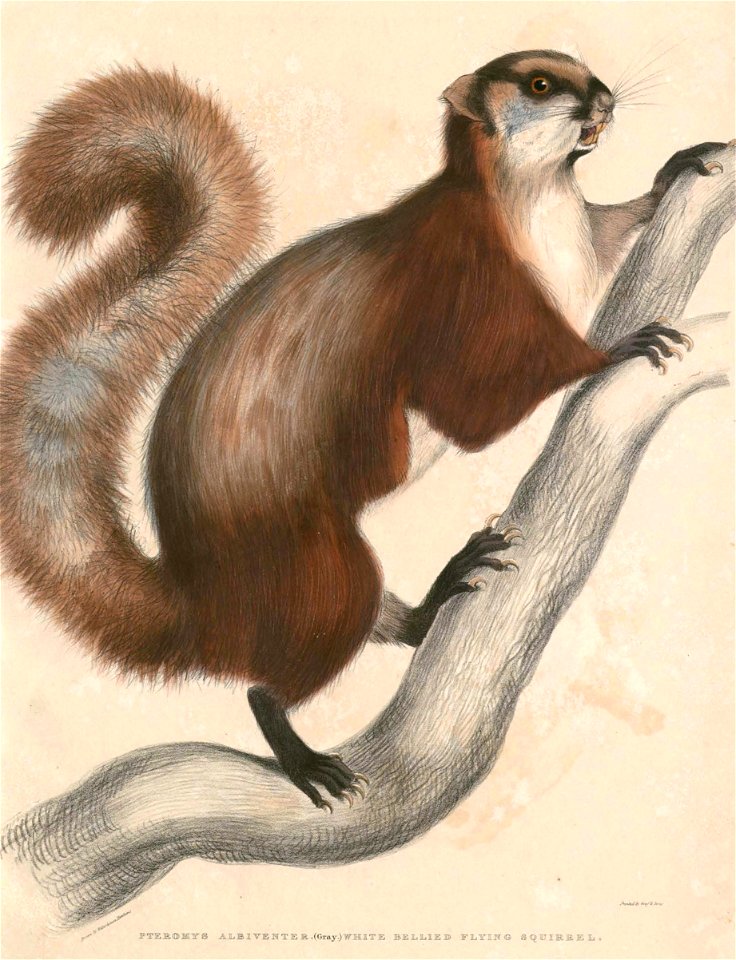 Petaurista petaurista albiventer Hardwicke