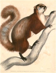 Petaurista petaurista albiventer Hardwicke
