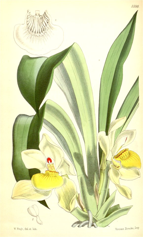 Pescatoria cerina (as Huntleya cerina) - Curtis' 92 (Ser. 3 no. 22) pl. 5598 (1866)