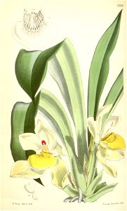 Pescatoria cerina (as Huntleya cerina) - Curtis' 92 (Ser. 3 no. 22) pl. 5598 (1866)