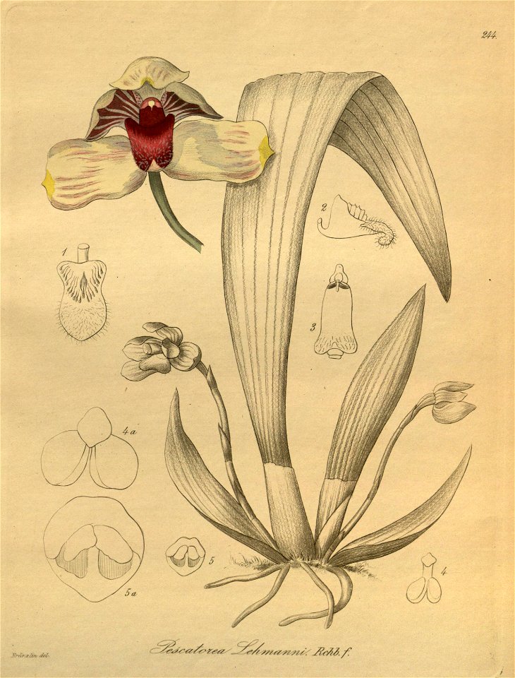 Pescatoria lehmannii - Xenia 3 pl 244
