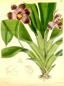 Pescatoria coelestis (as Bollea coelestis) - Curtis' 105 (Ser. 3 no. 35) pl. 6458 (1879)