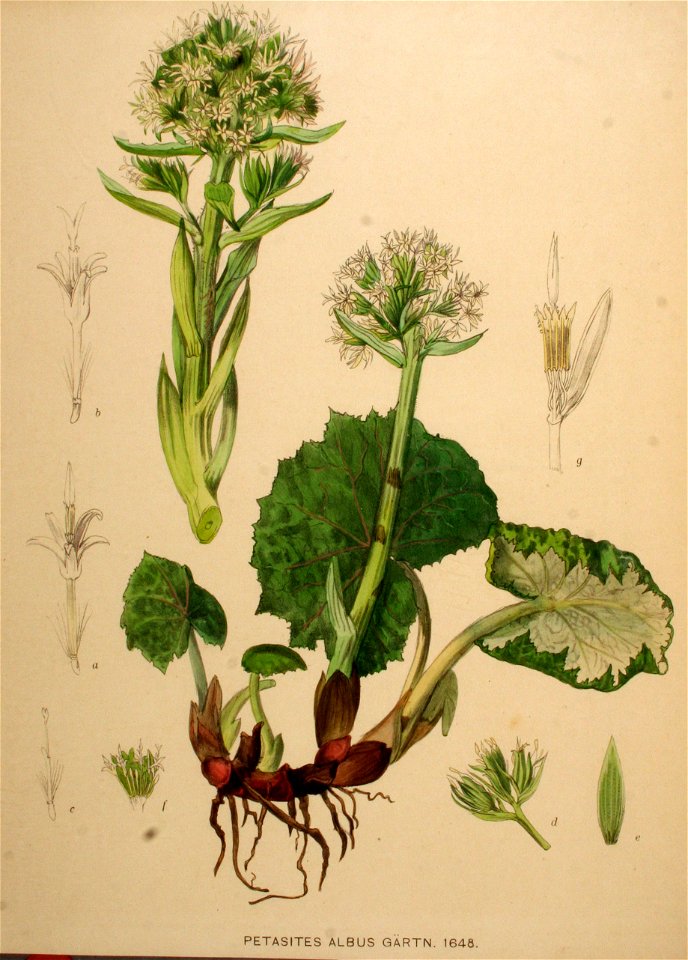 Petasites albus - 001x