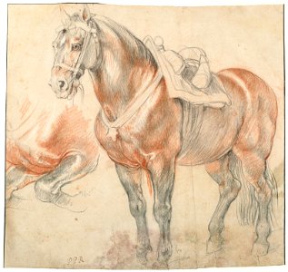 Peter Paul Rubens - Saddled Horse, c. 1615-1618 - Google Art Project