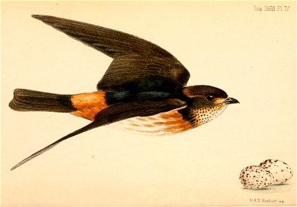 Petrochelidon spilodera 1868