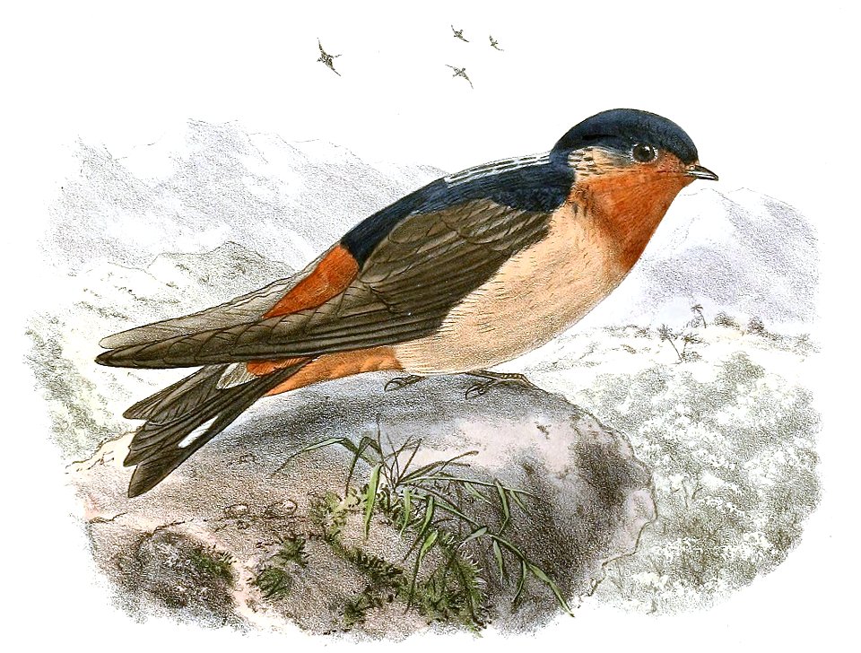 Petrochelidon rufigula 1894, crop