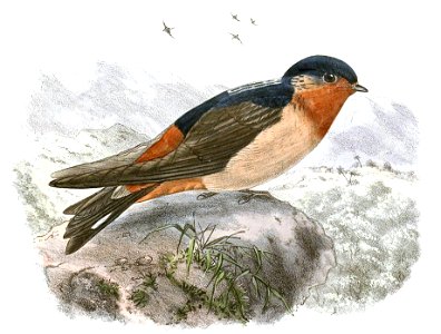 Petrochelidon rufigula 1894, crop