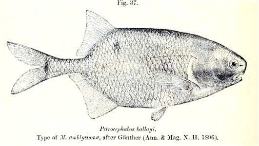 Petrocephalus balayi