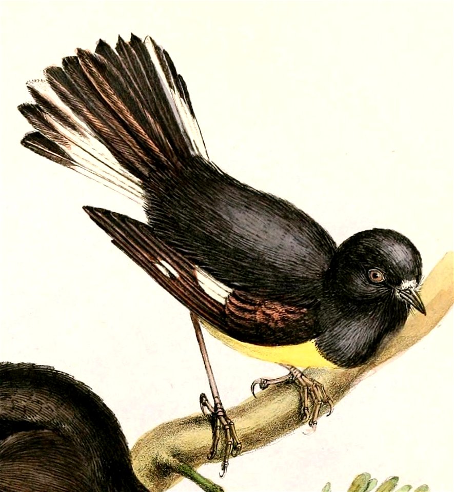Petroica macrocephala Hullmandel