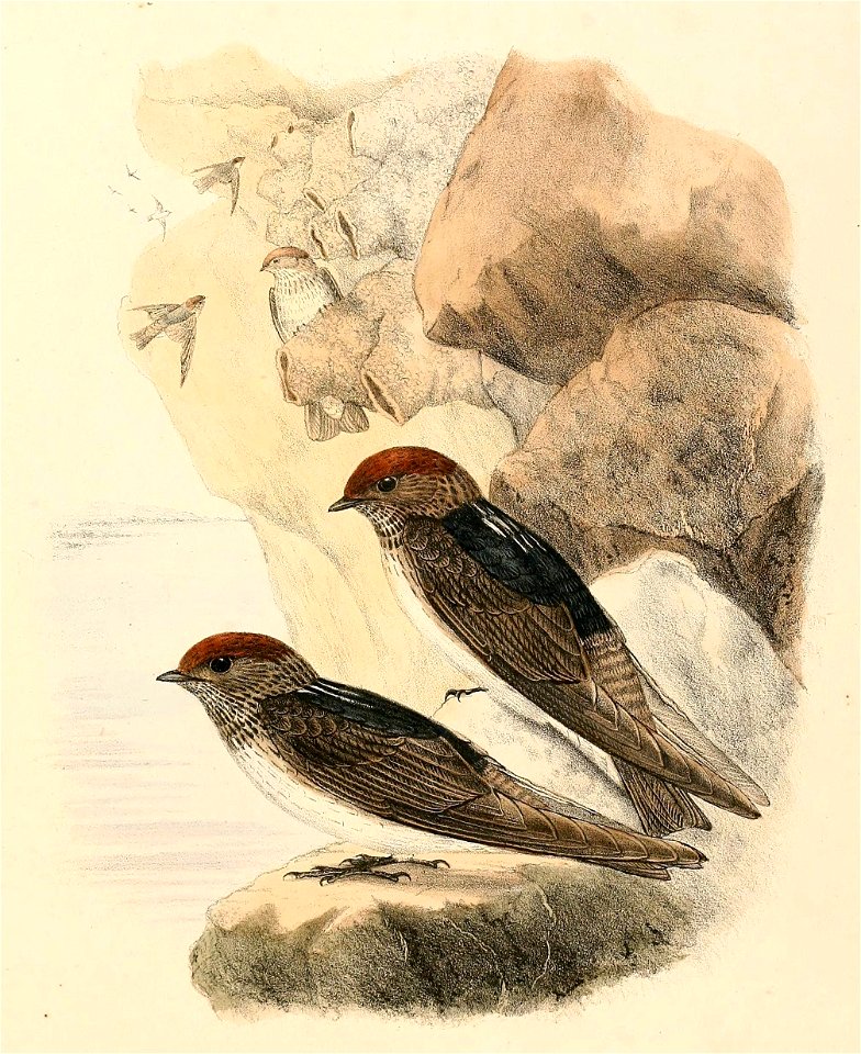 Petrochelidon fluvicola 1894