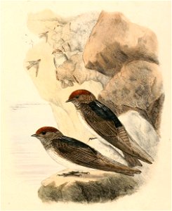 Petrochelidon fluvicola 1894