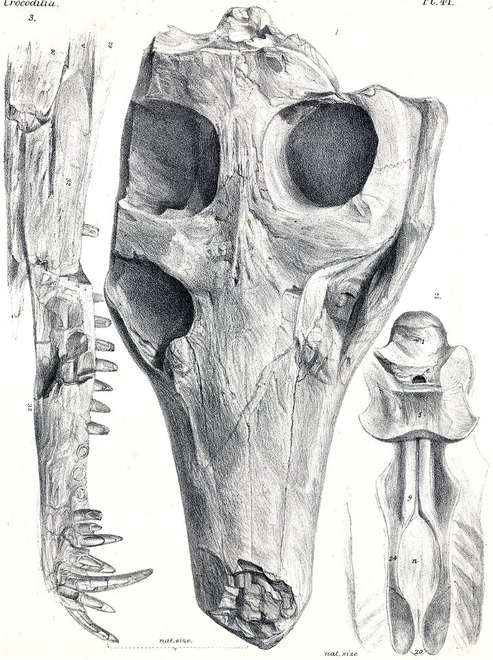 Petrosuchus