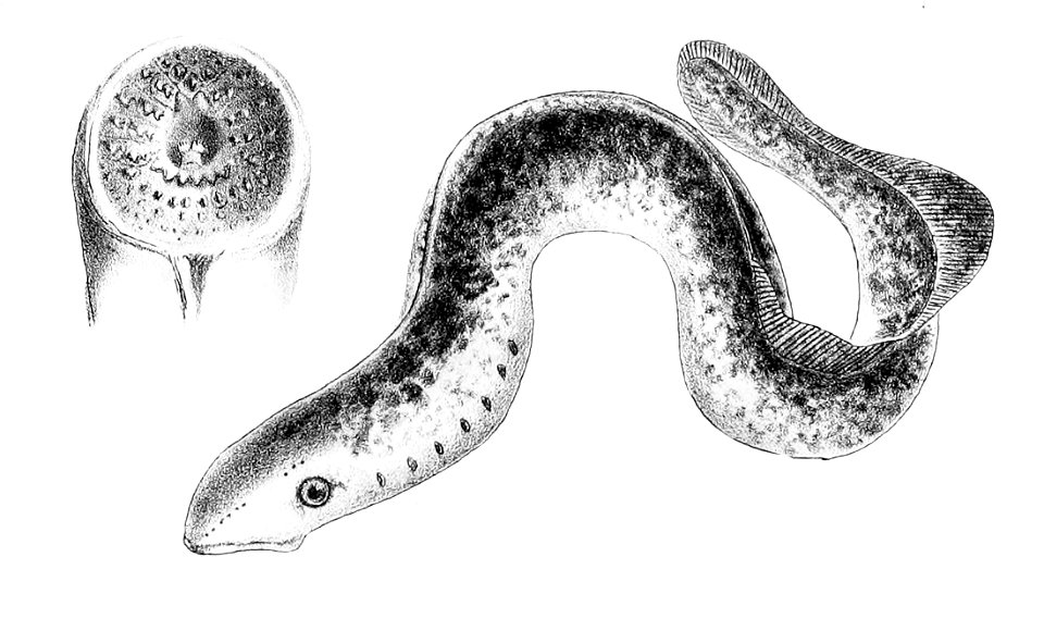 Petromyzon marinus2