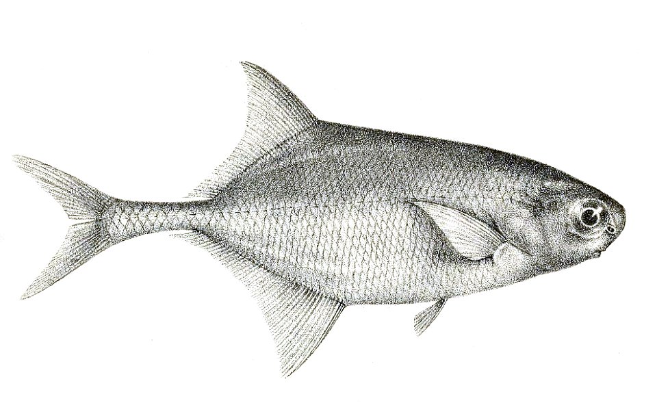 Petrocephalus ansorgii 1902