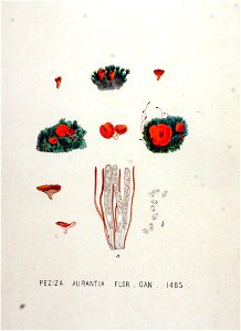 Peziza aurentia — Flora Batava — Volume v19. Free illustration for personal and commercial use.
