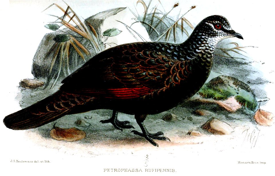 PetrophassaRufipennisKeulemans
