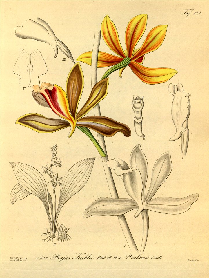 Phaius callosus (as Phajus kuhlii) - Xenia 2 pl 122