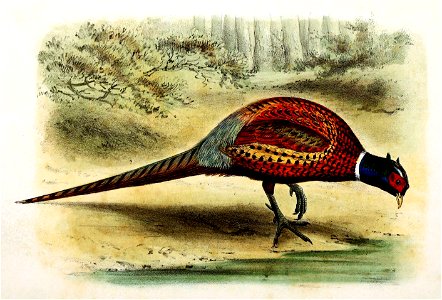 Phasianus colchicus torquatus 1873