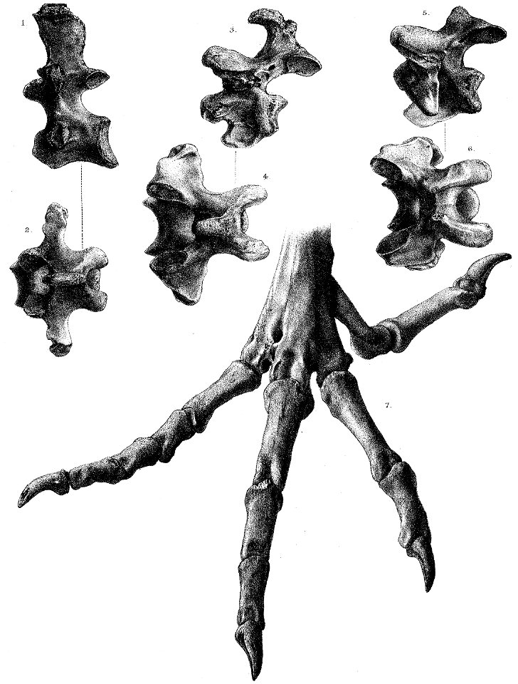 Pezophaps vertebrae and foot