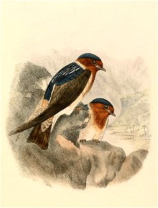 Petrochelidon pyrrhonota swainsoni 1894