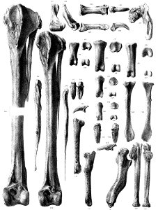 Pezophaps limb bones