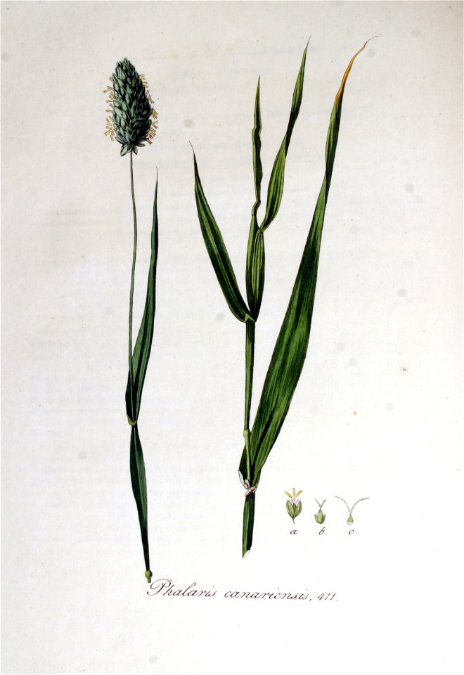 Phalaris canariensis — Flora Batava — Volume v6
