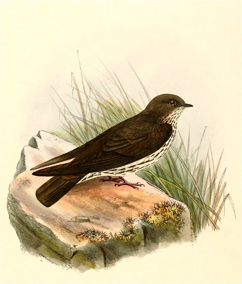 Phedina brazzae 1894